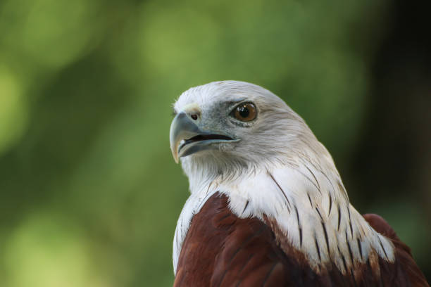 istock Hawk, Hawk eyes, red wing color hawk, Brahminy Kite is Flying Predators and powerful hawk that use to control other bird in farmer, biological control 817152160