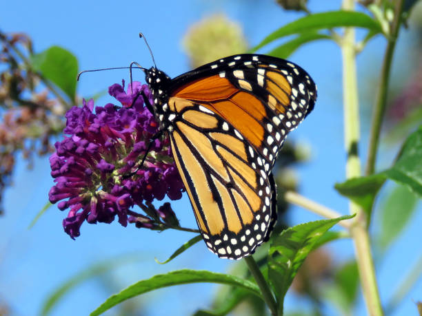 istock Toronto High Park beautiful Monarch Butterfly on a flower 2016 817152222