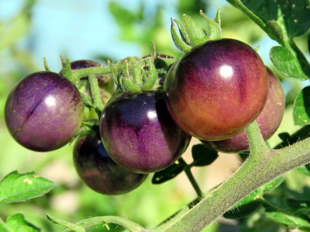 istock Toronto High Park brown tomatoes ripen 2016 817152378