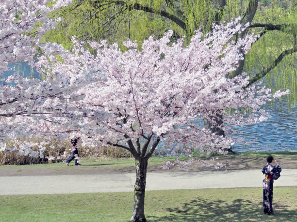 istock Toronto High Park cherry blossom near pond 2017 817152454