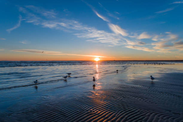 istock Gulls in shallow water at sunset 817152468