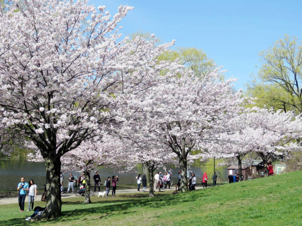 istock Toronto High Park cherry blossom trees 2017 817152470