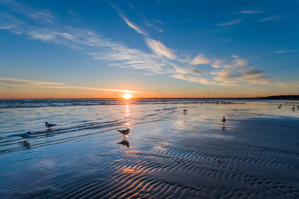 istock Gulls in shallow water at sunset 817156804