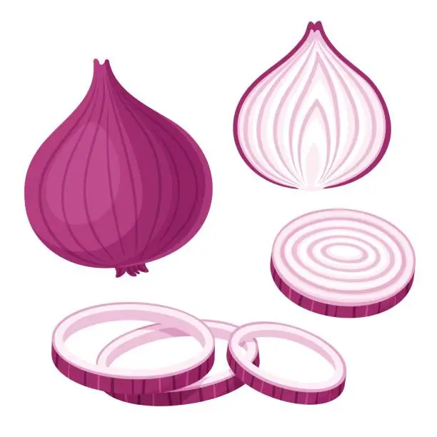 Vector illustration of Red onion illustration set