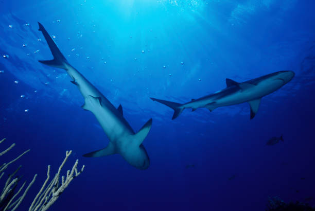 istock Caribbean reef shark (Carcharhinus perezii), Bahamas 817157138