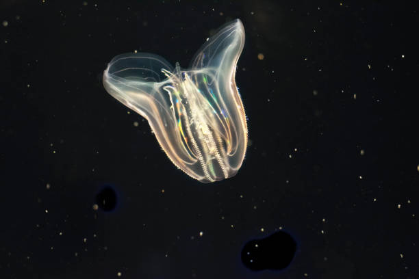 eine bunte aquatische qualle, die im dunkeln leuchten. - jellyfish translucent sea glowing stock-fotos und bilder