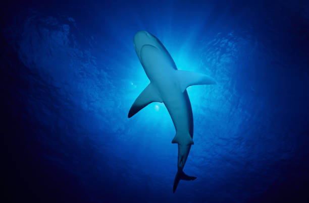 Caribbean reef shark (Carcharhinus perezii), Bahamas Photographic slide of a caribbean reef shark swimming in the Bahamas shark photos stock pictures, royalty-free photos & images
