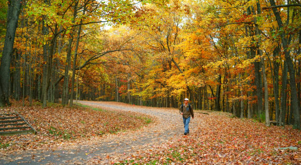 A man seen from behind as he walks along a promenade flanked by rows of trees and covered in leaves. Autumn concept.