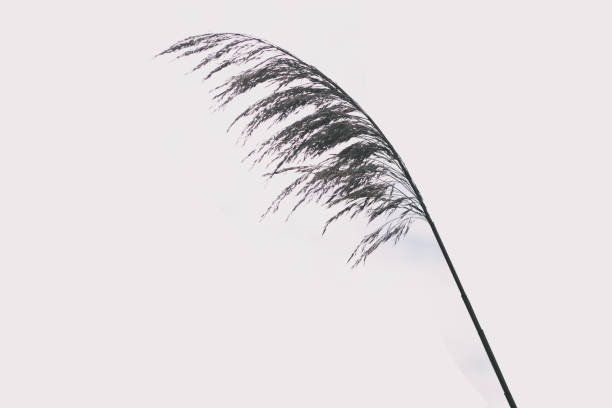 An isolated blade of sea grass on a white background.