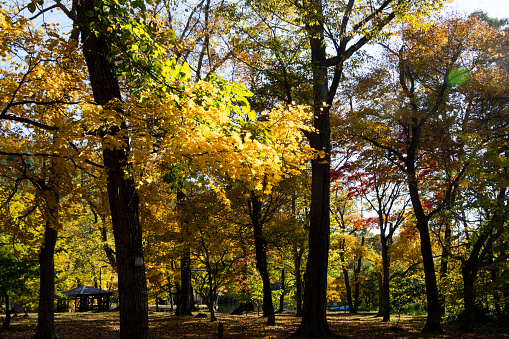 Large Autumn Tree in A Public Park (Prospect Park - Brooklyn, NY)