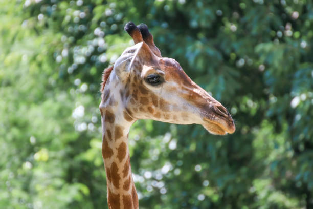 istock giraffe that animal live in savanah, popular model about evolution biology 817164674