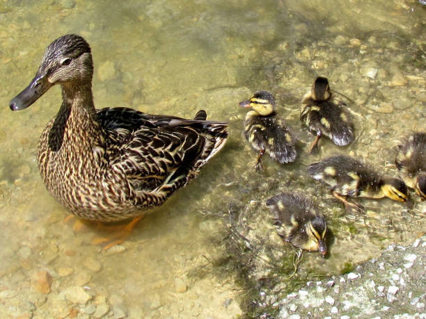 istock Toronto High Park duck and ducklings 2017 817164712