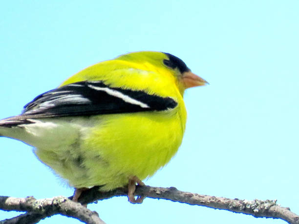 istock Toronto High Park goldfinch 2016 817164834