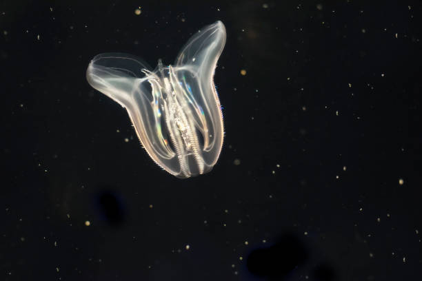 istock A bright aquatic jellyfish glowing in the dark. 817167012