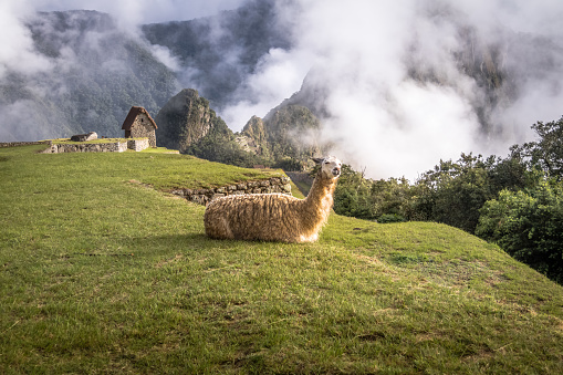 Llamas at Machu Picchu Inca Ruins - Sacred Valley, Peru