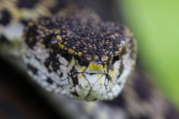 istock Close up of Mangrove Pitviper snake 817171652