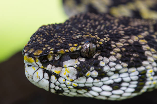 istock Close up of Mangrove Pitviper snake 817171718