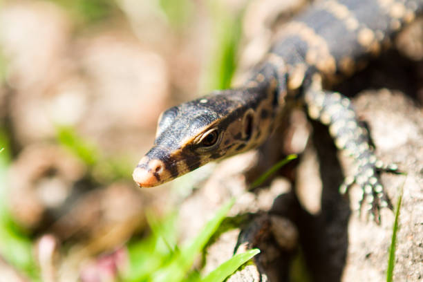 istock Little lizard sitting on the tree trunk. Close-up 817174772