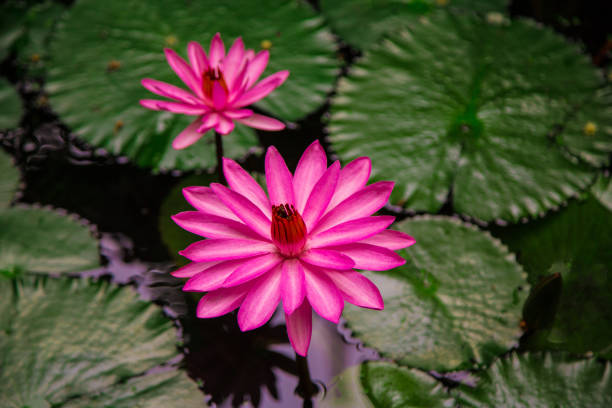 istock pink lotus water lily 817177698