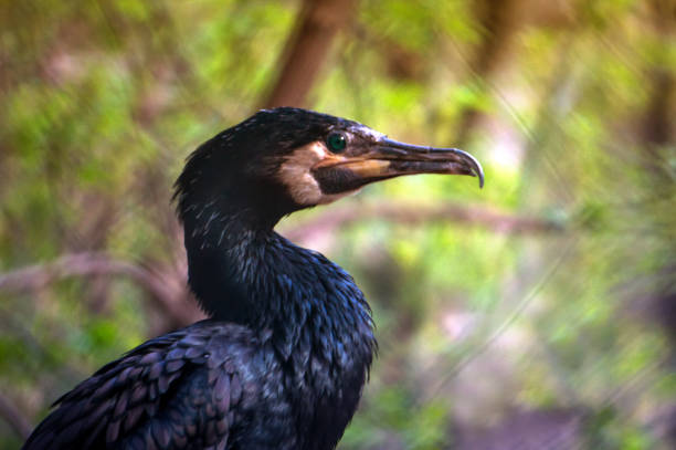 istock Black cormorant closeup 817179796
