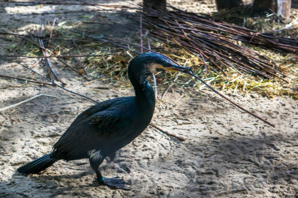 istock European Great Cormorant perched in a tree of a colony near nesting site 817179944