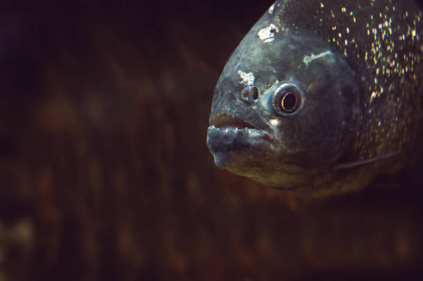 istock piranha fish in natural environment 817180098