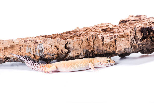 istock Leopard Gecko on natural wood isolated white background 817198330