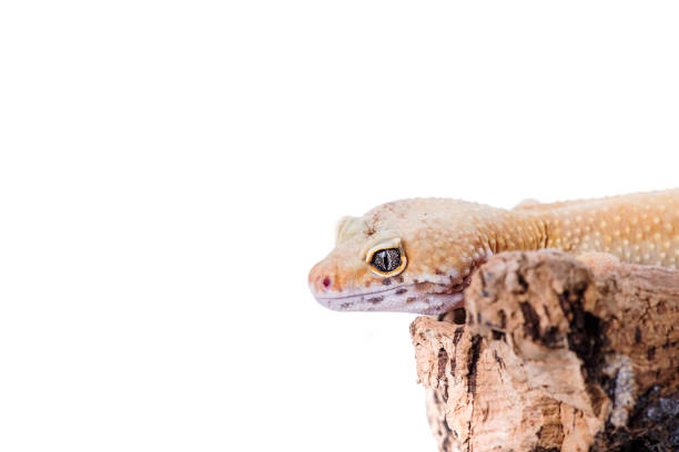 istock Leopard Gecko on natural wood isolated white background 817198344