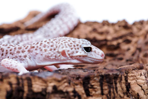 istock Leopard Gecko on natural wood isolated white background 817198408