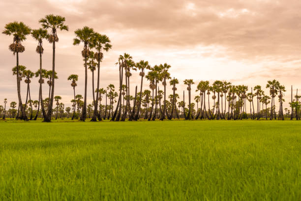 istock Morning light in the rice field 817198522