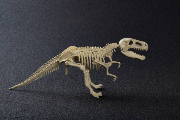 istock tyrannosaurus skeleton on a dark background 817198606