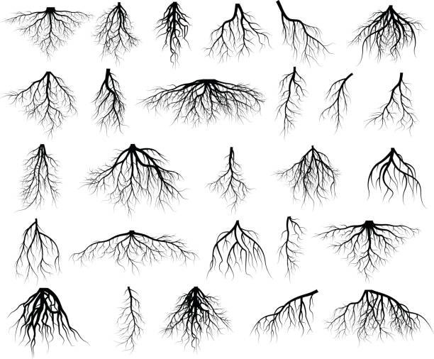 набор корней деревьев - trees stock illustrations