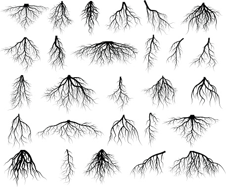 Set of tree roots. roots silhouette vector Illustration.