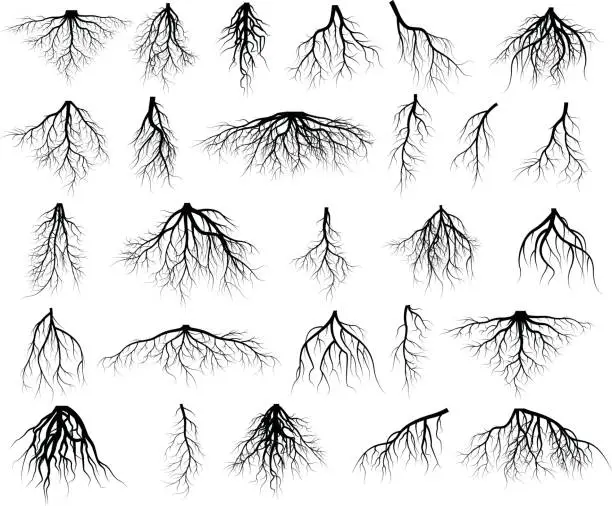 Vector illustration of Set of tree roots