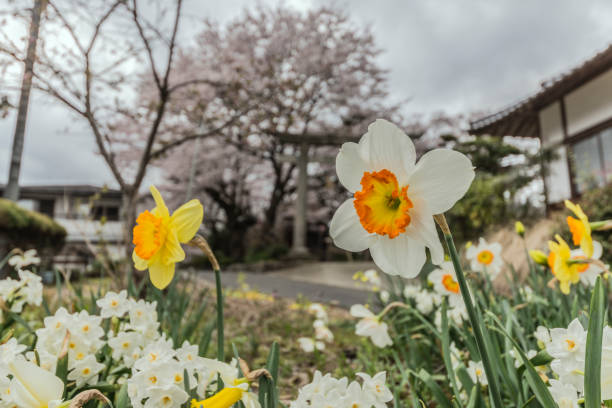 Flower Garden Tottori stock photo