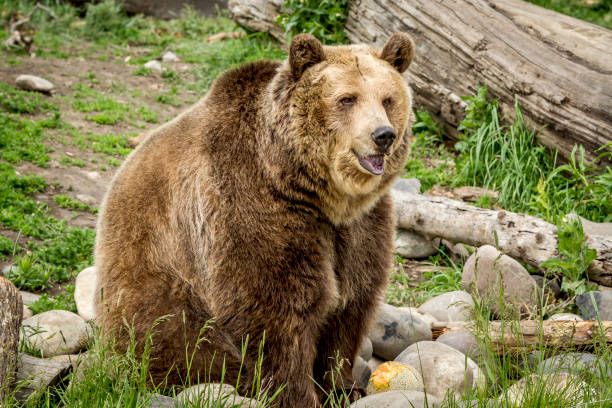 istock Cute but large grizzly bear. 817209008