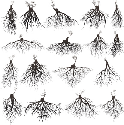 Set of tree roots with germinate limb. roots silhouette vector Illustration.