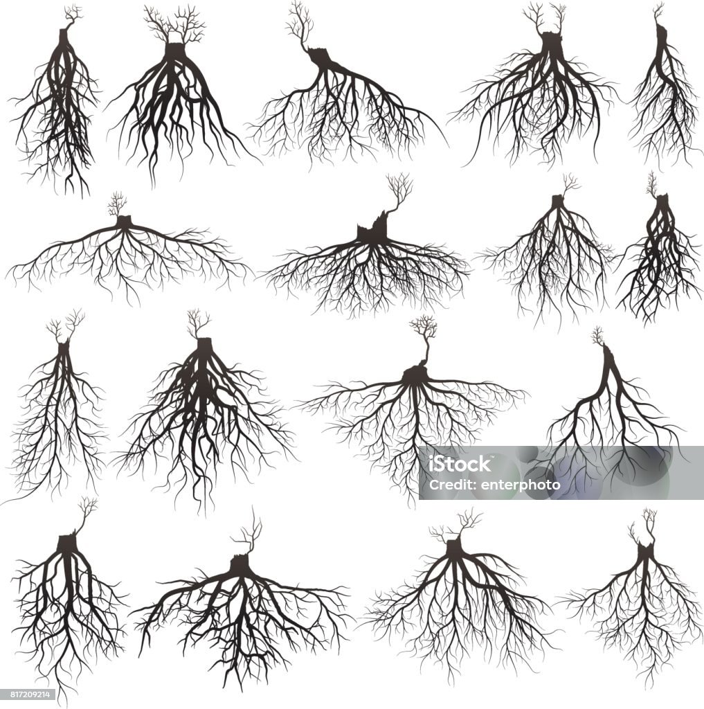 roots silhouette Set of tree roots with germinate limb. roots silhouette vector Illustration. Root stock vector