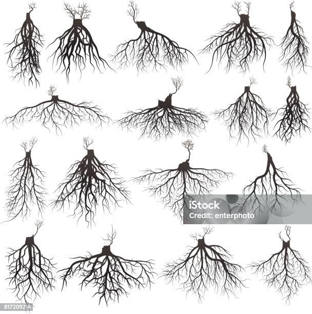 Roots Silhouette Stock Illustration - Download Image Now - Root, Tree, Vector