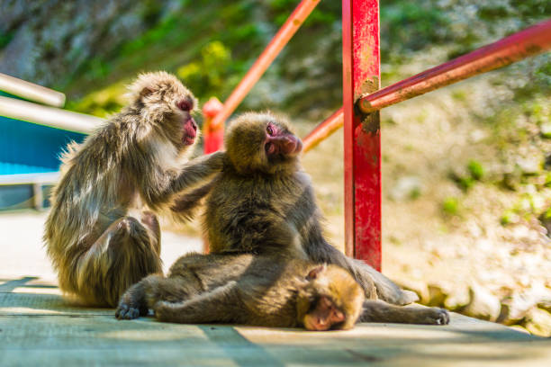 Wild Monkeys stock photo