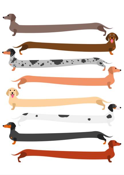 ilustraciones, imágenes clip art, dibujos animados e iconos de stock de mucho colorido conjunto de dachshund - dachshund