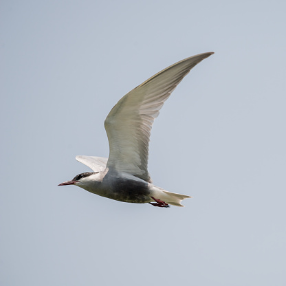 flyimg Little Tern