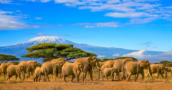 Herd of african elephants on a safari trip to Kenya and a snow capped Kilimanjaro mountain in Tanzania in the background, under cloudy blue skies.