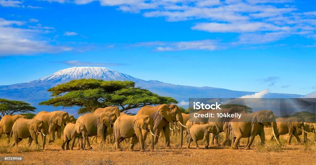 Kilimanjaro Tanzania African Elephants Safari Kenya Herd of african elephants on a safari trip to Kenya and a snow capped Kilimanjaro mountain in Tanzania in the background, under cloudy blue skies. Tanzania Stock Photo