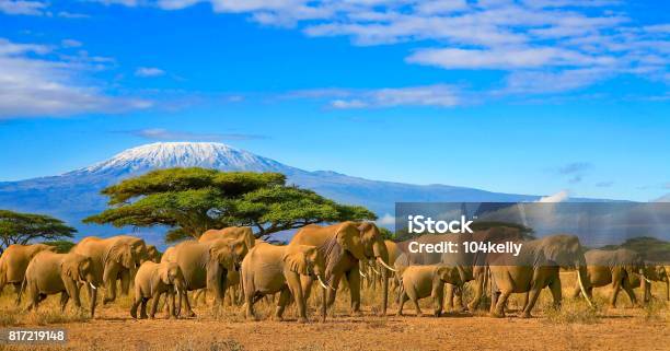 Kilimanjaro Tanzania African Elephants Safari Kenya Stock Photo - Download Image Now