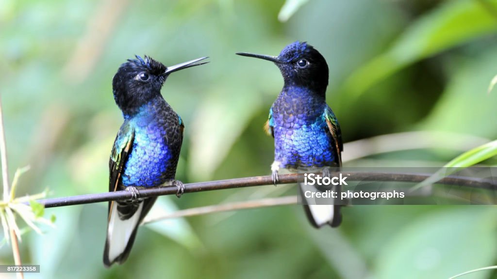 Hummingbird Hummingbirds are birds from the Americas that constitute the family Trochilidae. They are among the smallest of birds, most species measuring 7.5–13 cm in length Hummingbird Stock Photo