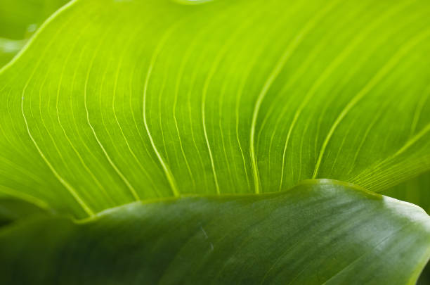 istock Detail close up of Green Leaf 817223640