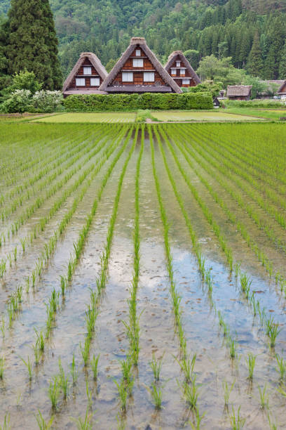 istock Rice field in Shirakawa-go, Japan 817223980