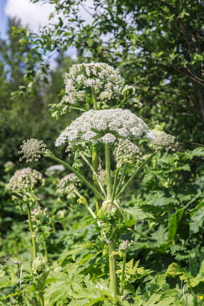 istock cow parsnip in summer 817233382