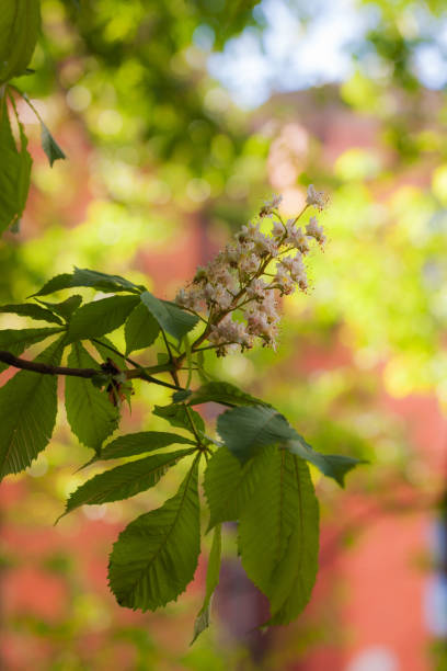 istock branch of a chestnut 817233452
